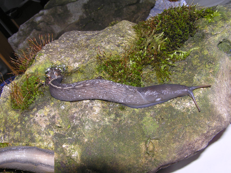 Limax amaliae vicino Paullo (MI)